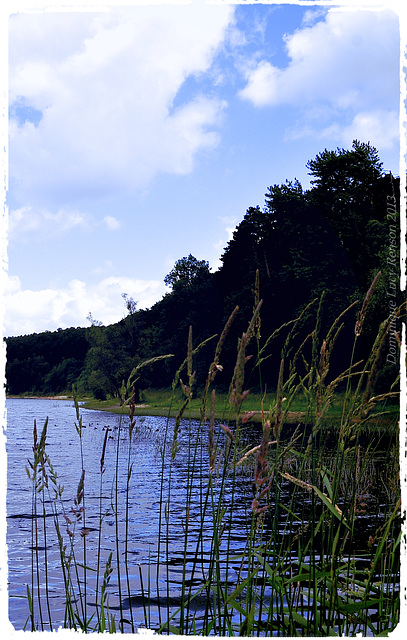 Herbes folles