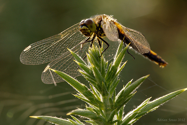 Black Darter Dragonfly