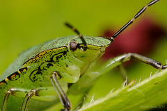 Green Shieldbug Nymph