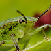 Green Shieldbug Nymph