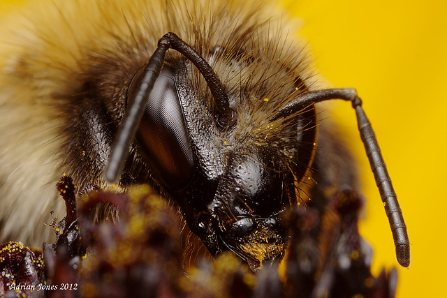 Bumble Bee Portrait.