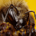 Bumble Bee Portrait.
