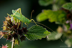 Oak Bush Cricket (Meconema thalassinum).