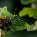 Oak Bush Cricket (Meconema thalassinum).