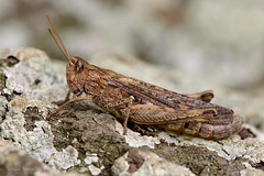 Grasshopper