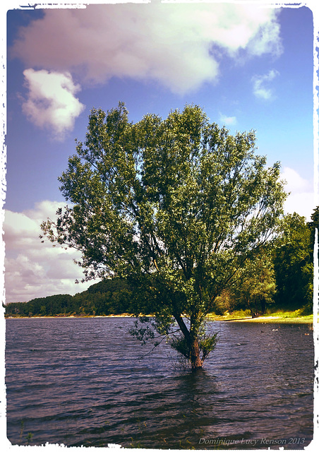 Wishing tree