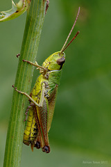 Grasshopper.