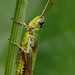 Grasshopper.