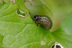 Beetle Larva (Chrysolina polita ???)