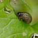 Beetle Larva (Chrysolina polita ???)