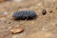 Neanura muscorum