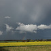 Oil seed rape field with stormy cloud and rainbow.
