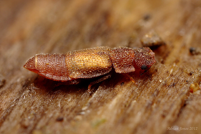 Beetle (Metopsia clypeata)