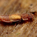 Beetle (Metopsia clypeata)
