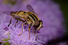 Helophilus sp.