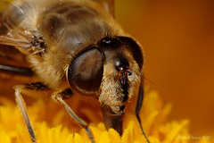 Dronefly Feeding.