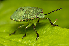 Common Green Shieldbug Nymph.