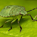 Common Green Shieldbug Nymph.