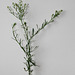 Lepidium ruderale-001