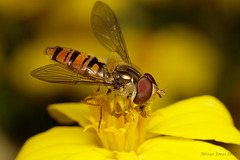 hoverfly_004