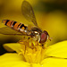 hoverfly_004
