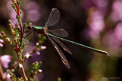 Emerald Damselfly