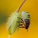 Green Shieldbug Nymph.