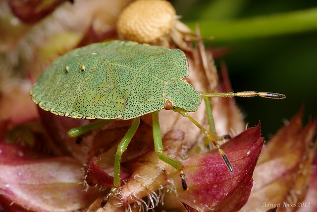 Green Shieldbug Nymph.