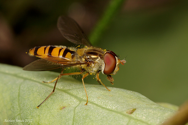 Hoverfly.