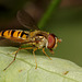 Hoverfly.