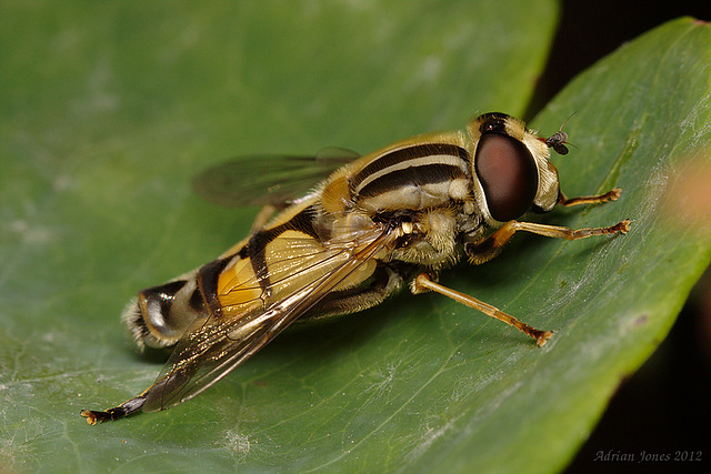 Hoverfly