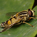 Hoverfly