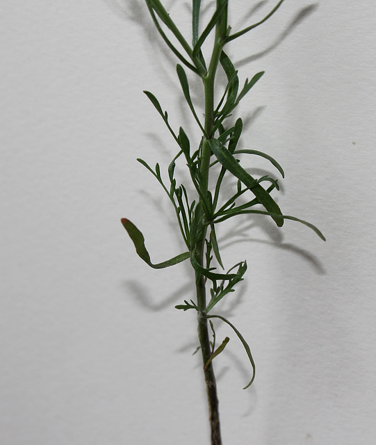 Lepidium ruderale-002