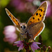 Small Copper