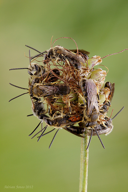 Roosting Bees, Lasioglossum sp ?