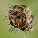 Roosting Bees, Lasioglossum sp ?