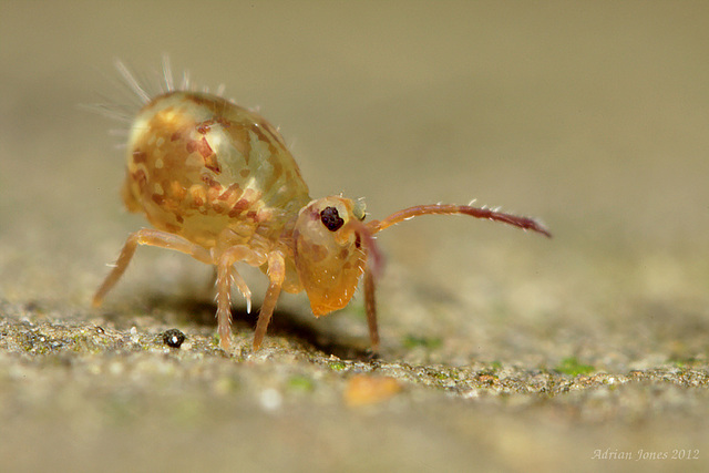 Dicyrtomina saundersi