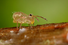 Dicyrtomina saundersi.