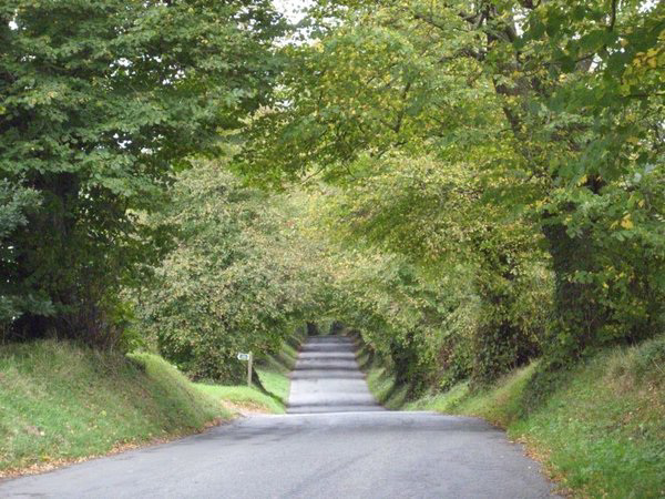 Gorgeous bushy tunnel
