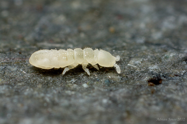 Deuteraphorura inermis