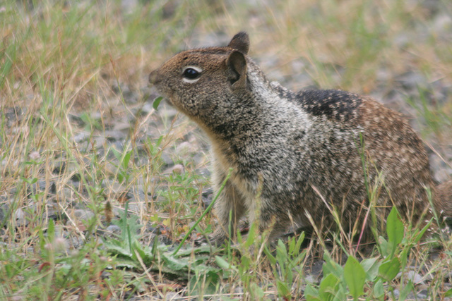 California ground squirrel