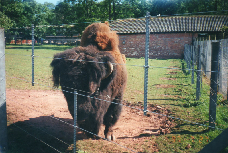 This bison/buffalo has a very bushy coat