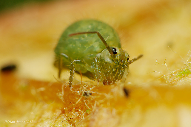 Sminthurus viridis