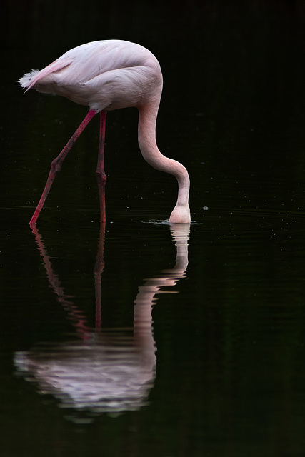 La tête sous l'eau.