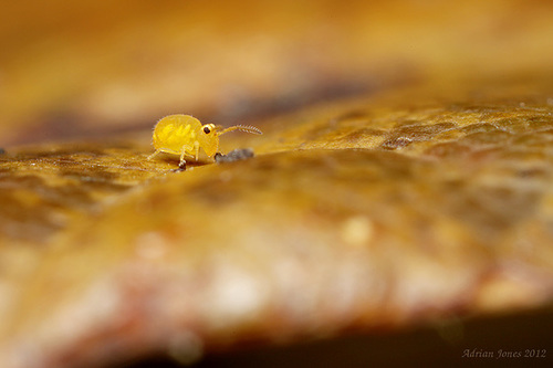 Sminthurinus aureus