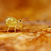 Dicyrtomina minuta