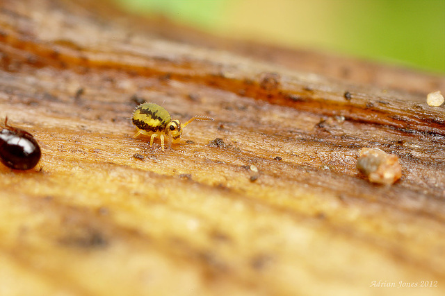 Sminthurinus elegans f. ornata