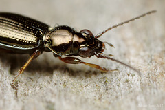 Beetle - Bembidion lampros ?