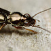 Beetle - Bembidion lampros ?