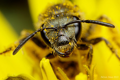 Lasioglossum sp.